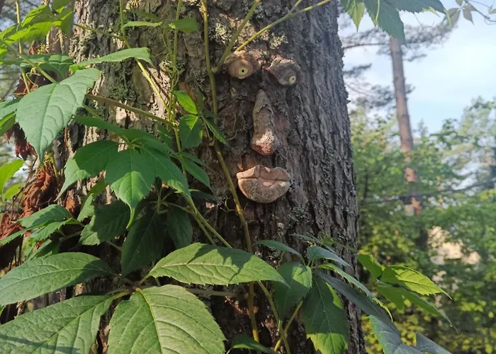 Sosnowy Azyl Willa *